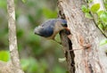 Velvet-fronted Nuthatch (Sitta frontalis) Royalty Free Stock Photo