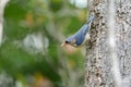 Velvet-fronted Nuthatch (Sitta frontalis) Royalty Free Stock Photo