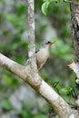 Velvet-fronted Nuthatch (Sitta frontalis) Royalty Free Stock Photo