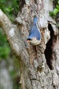 Velvet-fronted Nuthatch (Sitta frontalis) Royalty Free Stock Photo
