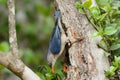 Velvet-fronted Nuthatch (Sitta frontalis) Royalty Free Stock Photo
