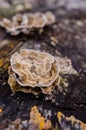 Velvet fungus on a stump Royalty Free Stock Photo