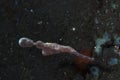 Velvet Ghost Pipefish Solenostomus sp Royalty Free Stock Photo
