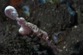 Velvet Ghost Pipefish Solenostomus sp Royalty Free Stock Photo