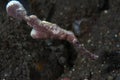 Velvet Ghost Pipefish Solenostomus sp Royalty Free Stock Photo