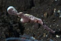 Velvet Ghost Pipefish Solenostomus sp Royalty Free Stock Photo