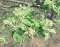 Velvet green leaves on a tree branch-Apple tree .. Buds of tied flowers with a pink tint.