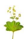 Velvet ladys mantle (Alchemilla monticola)