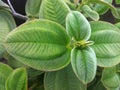 Velvet-leaf Tibouchina