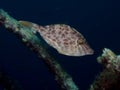 Velvet Leatherjacket - Meuschenia scaber Royalty Free Stock Photo