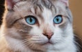 Velvet Look - Silky White Cat Entrancing with Deep Blue Eyes Royalty Free Stock Photo