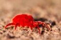 Velvet mite Royalty Free Stock Photo