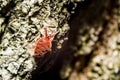 Velvet Mite Royalty Free Stock Photo