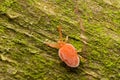Velvet Mite Royalty Free Stock Photo