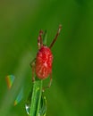 Velvet mite, Acari Trombidium holosericeum Royalty Free Stock Photo