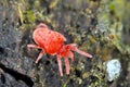 Velvet mite, Red mite, Velvet mites (Trombidium spec., Trombidium cf. holosericeum), sitting on the bark Royalty Free Stock Photo