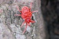 Velvet mite, Red mite, Velvet mites (Trombidium spec., Trombidium cf. holosericeum), sitting on the bark Royalty Free Stock Photo