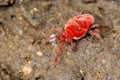 Velvet mite (Trombidium holosericeum)