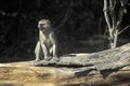 Velvet monkey, Botswana