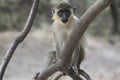 Velvet monkey sitting on a branch