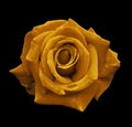 Velvet orange rose on the black isolated background with clipping path. no shadows. Closeup. For design, texture, borders, frame, Royalty Free Stock Photo