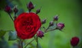 Velvet petals of a red rose flower among buds.