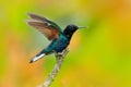 Velvet-purple Coronet, Boissonneaua jardini, dark blue and black hummingbird sitting on green lichen branch in the tropical forest