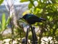 Nectarinia coccinigaster, Splendid sunbird, Velvet - purple Coronet in the London zoo.