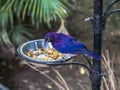 Nectarinia coccinigaster, Splendid sunbird, Velvet - purple Coronet in the London zoo. Royalty Free Stock Photo