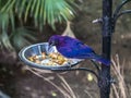 Nectarinia coccinigaster, Splendid sunbird, Velvet - purple Coronet in the London zoo.