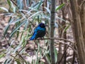 Velvet - purple Coronet in the London zoo.