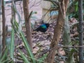 Nectarinia coccinigaster, Splendid sunbird, Velvet - purple Coronet in the London zoo.