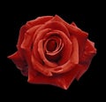 Velvet red rose on the black isolated background with clipping path. no shadows. Closeup. For design, texture, borders, frame, ba Royalty Free Stock Photo