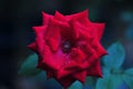 Beautiful Velvet Red Rose Blooming in the Garden Royalty Free Stock Photo