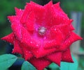 Beautiful Velvet Red Rose Blooming in the Garden Royalty Free Stock Photo