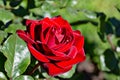 Velvet red rose on a bush in the garden Royalty Free Stock Photo