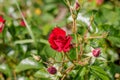 The velvet red rose with petals rose blossom with buds