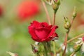 The velvet red rose with petals rose blossom with buds Royalty Free Stock Photo
