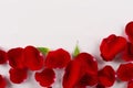 Velvet red rose petals border on white background.Top view. Royalty Free Stock Photo