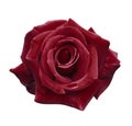 Velvet red rose on a white isolated background with clipping path. no shadows. Closeup. For design, texture, borders, frame, back Royalty Free Stock Photo