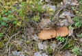 Velvet roll-rim, Tapinella atrotomentosa growing in coniferous environment