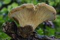 Velvet Rollrim Fungus