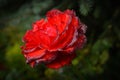 Velvet Rose After Rain Royalty Free Stock Photo