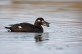 Velvet scoter, Melanitta fusca Royalty Free Stock Photo