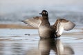 Velvet scoter, Melanitta fusca Royalty Free Stock Photo