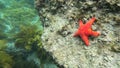 Velvet Sea Star in the Encounter Marine Park