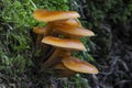 The Velvet Shank Flammulina velutipes is an edible mushroom