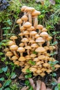 Velvet shank mushroom, Flammulina velutipes, a colony on a log with moss