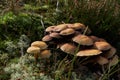 Velvet shank mushrooms clustered in the dunes in Bergen Noord-Holland Royalty Free Stock Photo