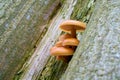 velvet stem Flammulina velutipes on a tree trunk Royalty Free Stock Photo